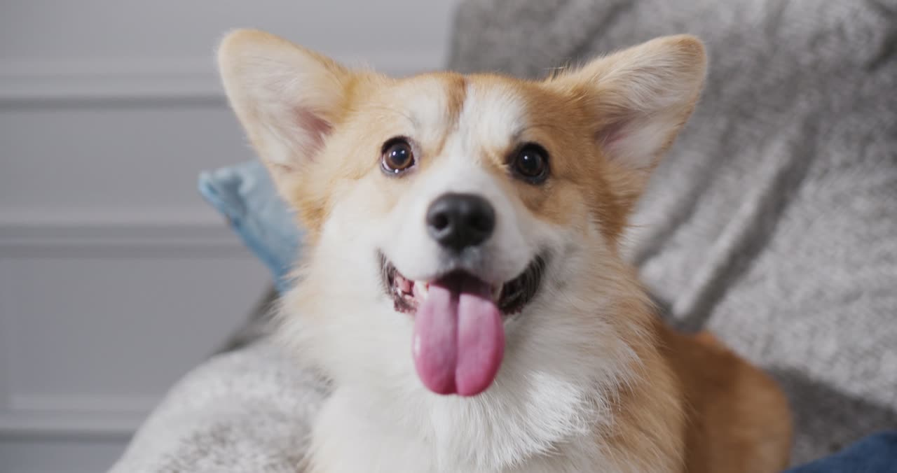 Corgi Pembroke de pelaje rojo y blanco