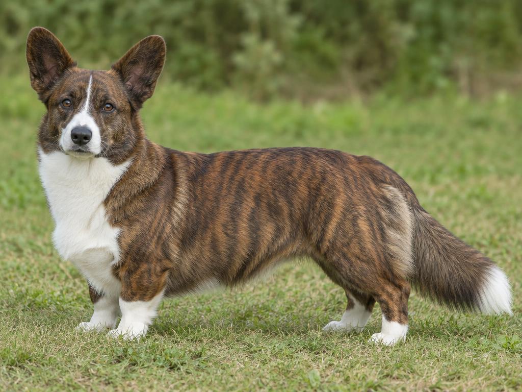 Cardigan Welsh Corgi de manto atigrado