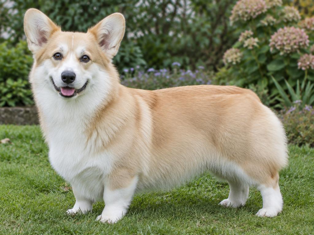 Pembroke Welsh Corgi de manto leonado claro